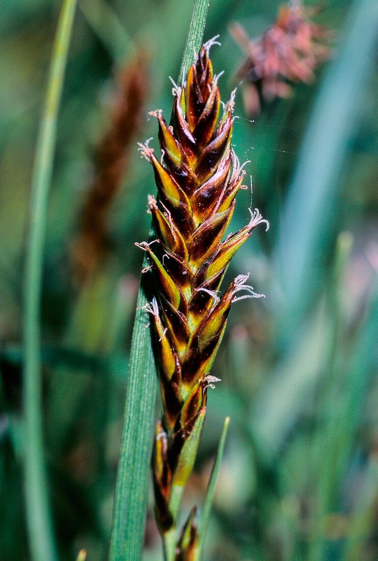 Flat Sedge (Blysmus compressus)