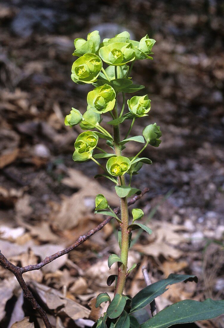 Spurge (Euphorbia amygdaloides)