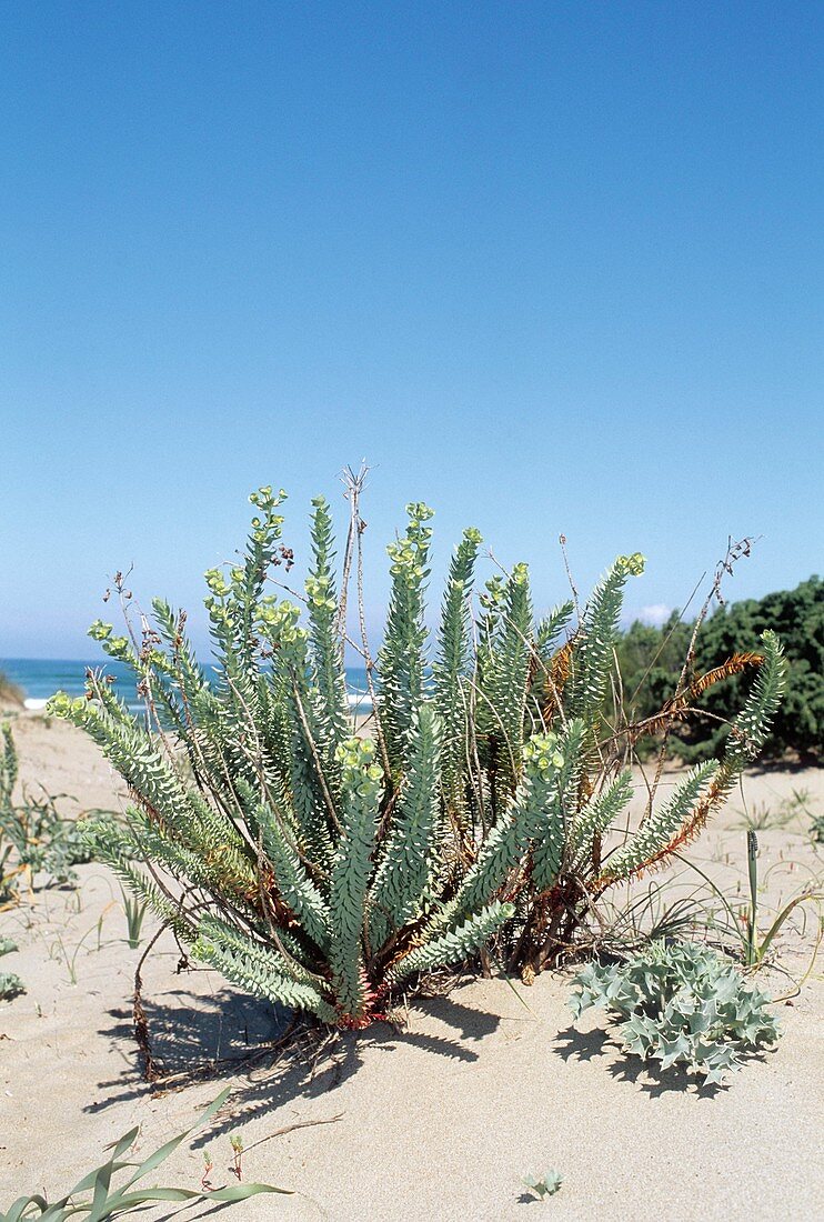 Sea Spurge (Euphorbia paralias)