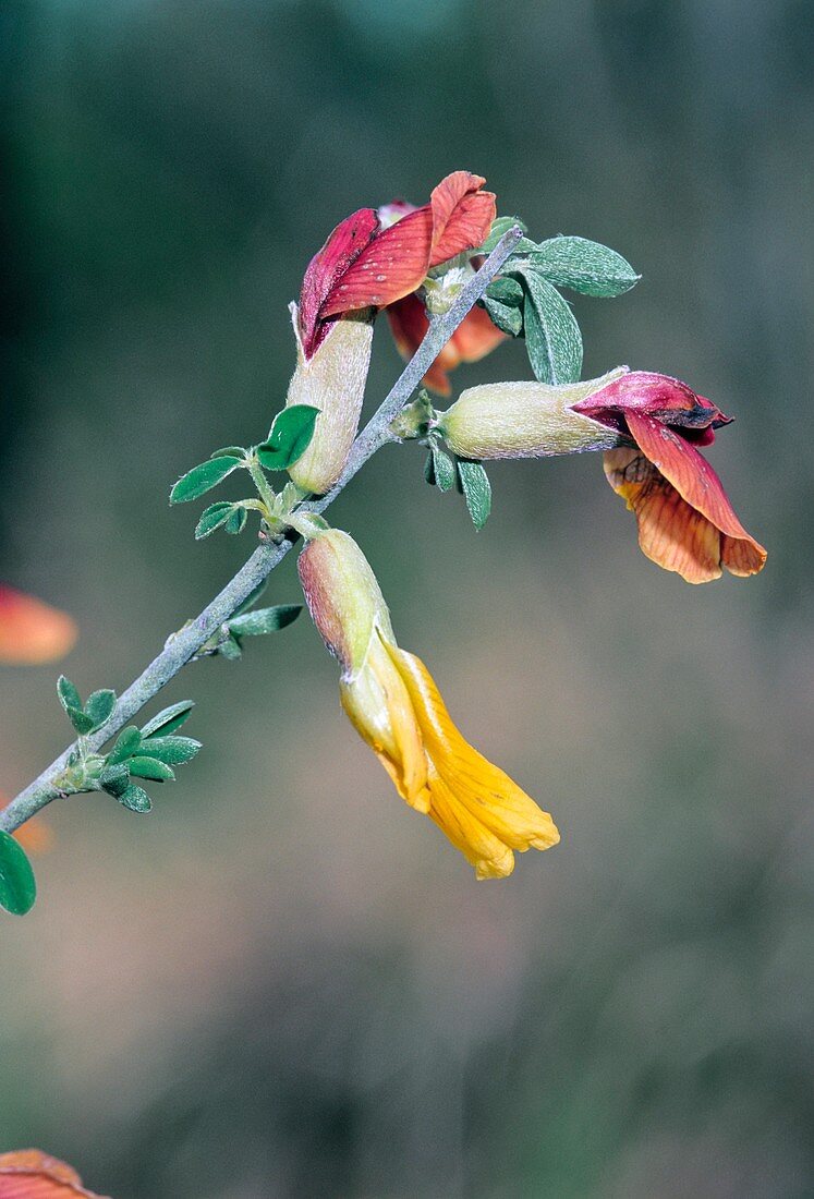 Hairy Broom (Chamaecytisus hirsutus)