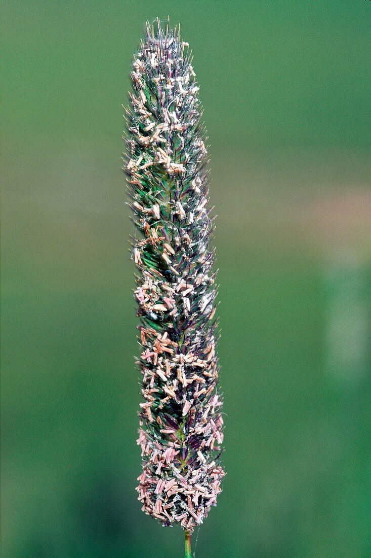 Alpine Timothy (Phleum alpinum)