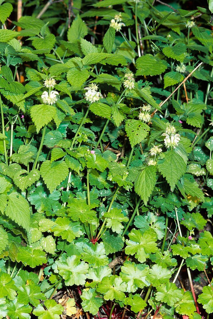 Deadnettle (Lamium flexuosum)