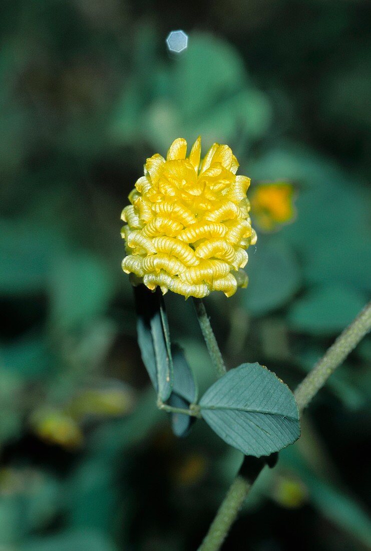 Hop trefoil (Trifolium campestre)