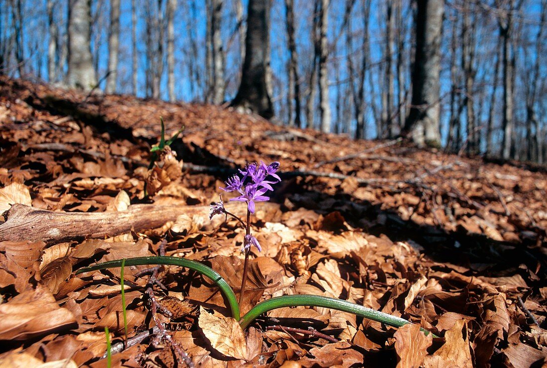 Alpine Squill (Scilla bifolia)