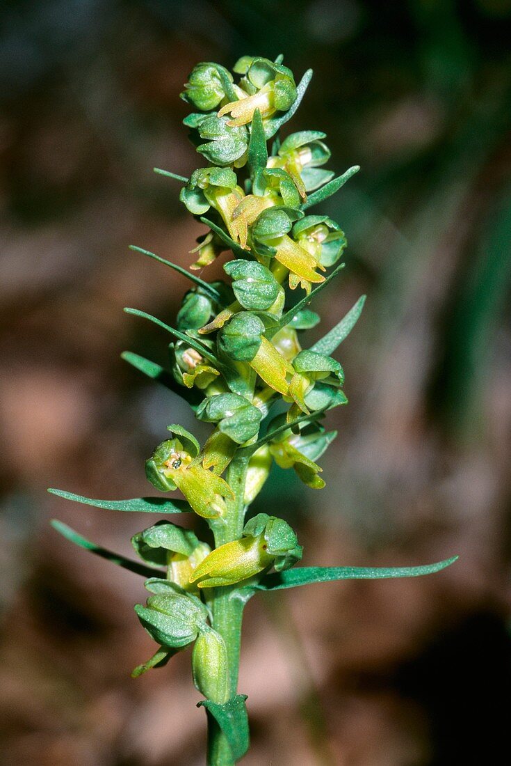 Frog Orchid (Coeloglossum viride)