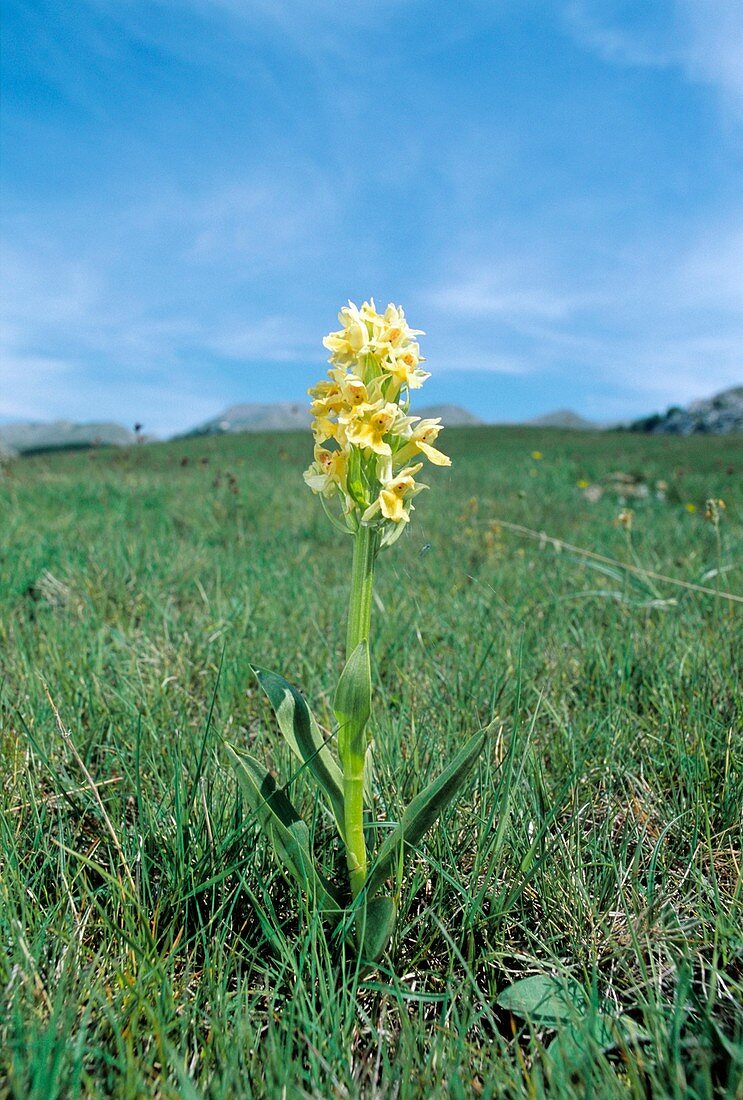 Elder Orchid (Orchis sambucina)