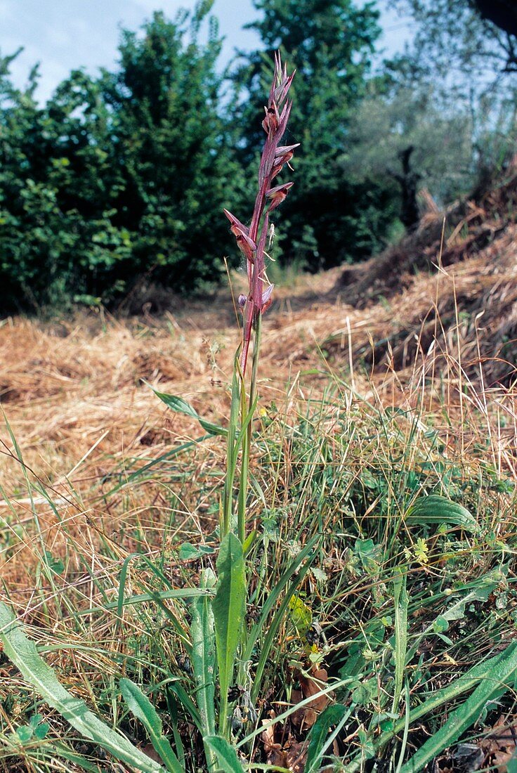 Orchid (Serapias vomeracea)