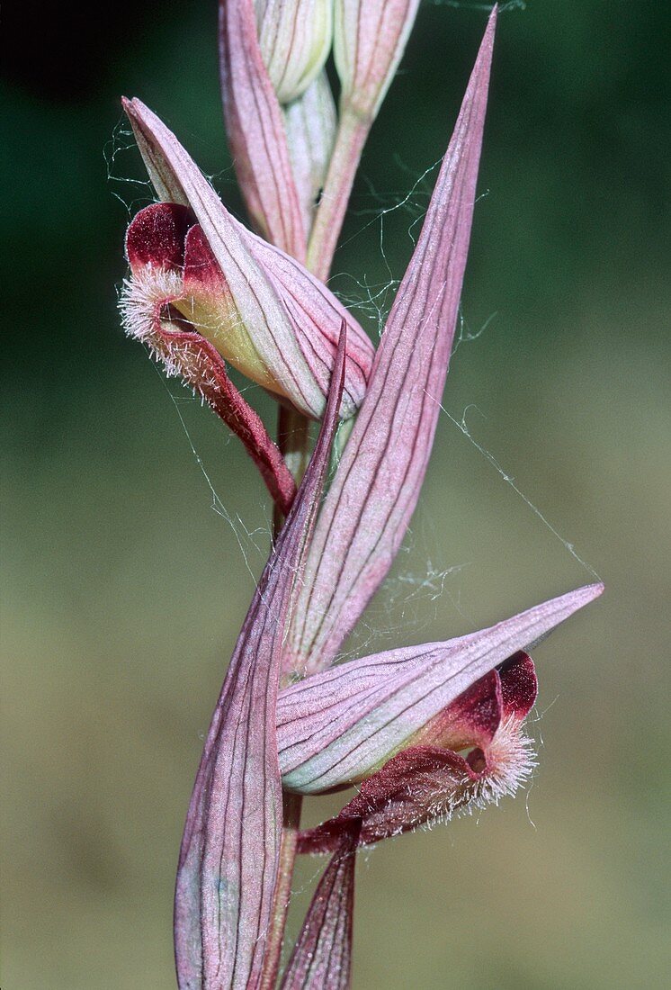 Orchid (Serapias vomeracea)