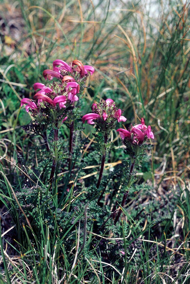Lousewort (Pedicularis petiolaris)
