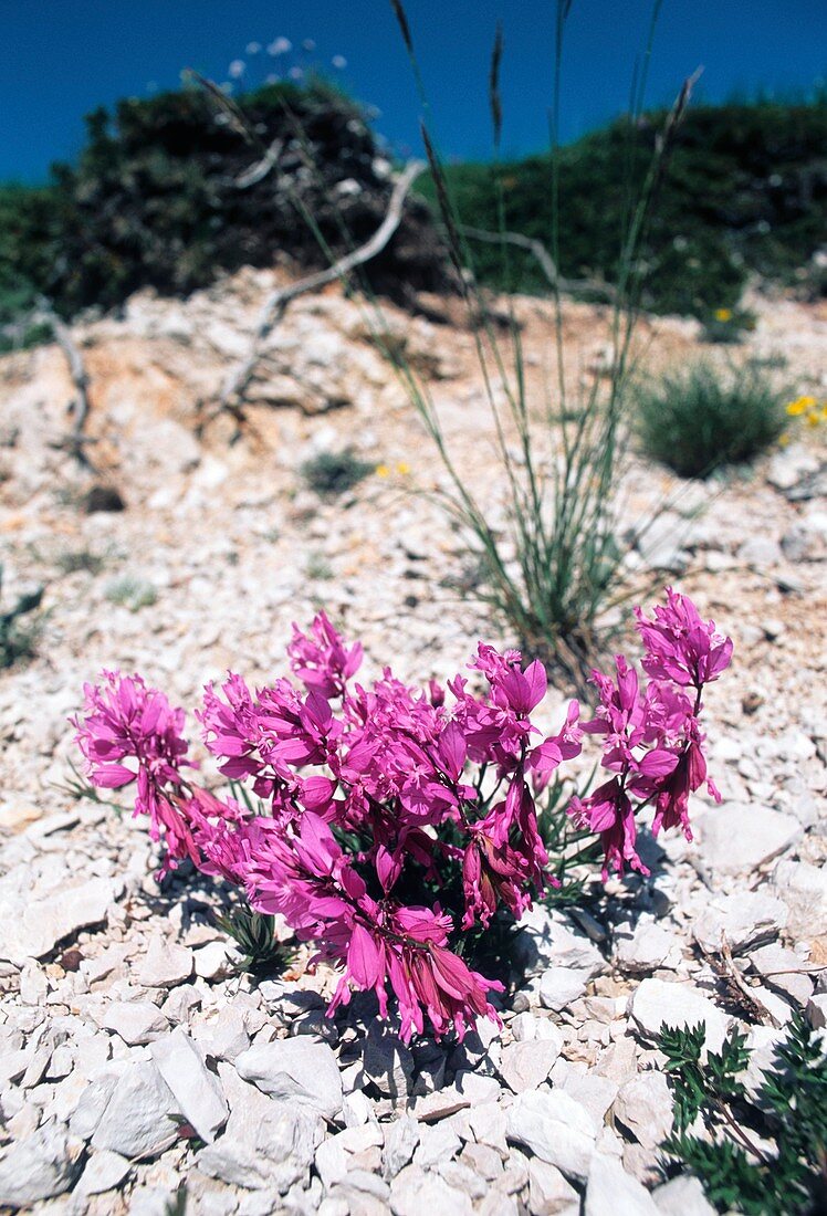 Polygala major