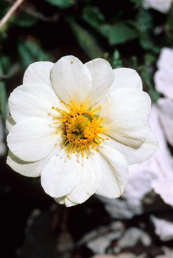 Mountain Avens (Dryas octopetala)