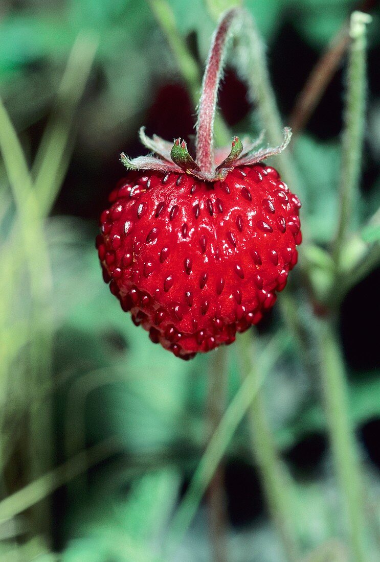 Woodland Strawberry (Fragaria vesca)