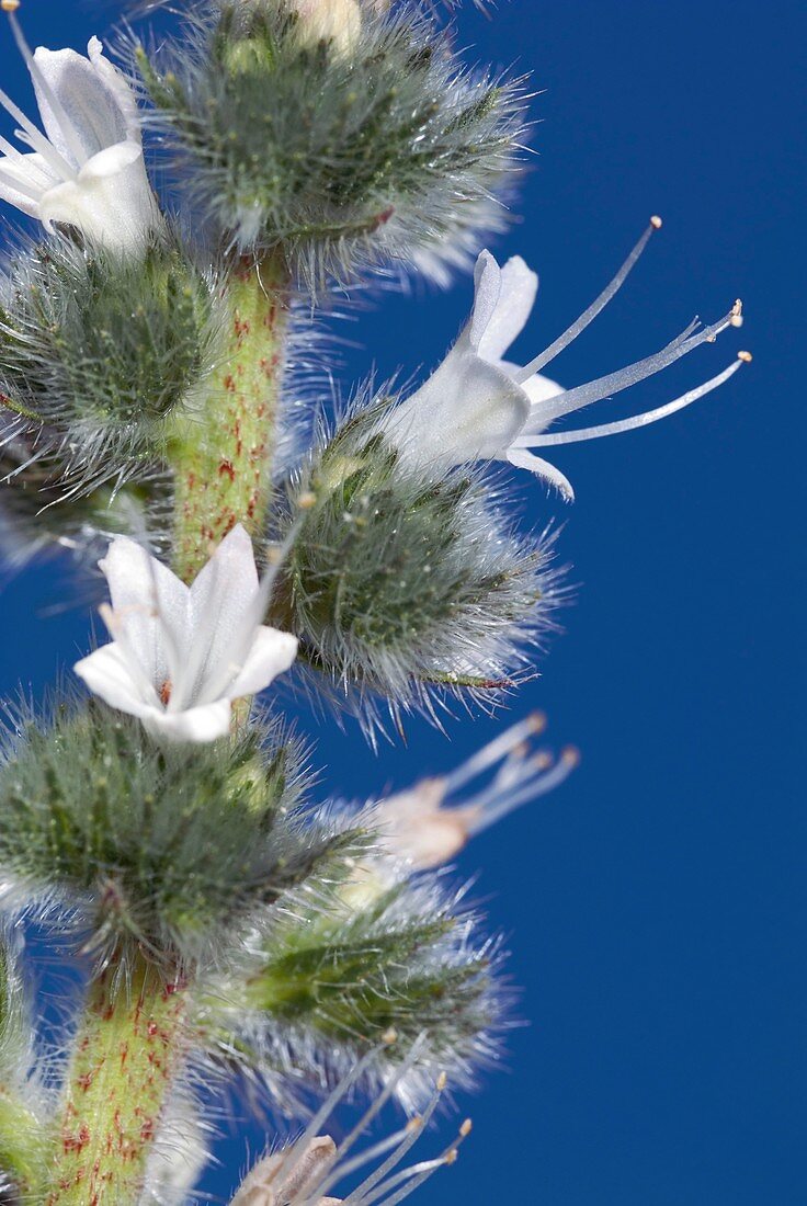 Italian Bugloss (Echium italicum)