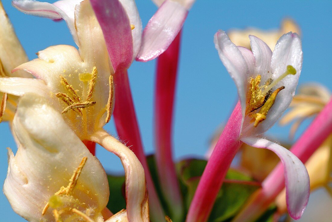 Minorca honeysuckle (Lonicera implexa)