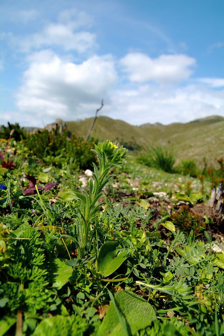 Yellow Gromwell (Neatostema apulum)