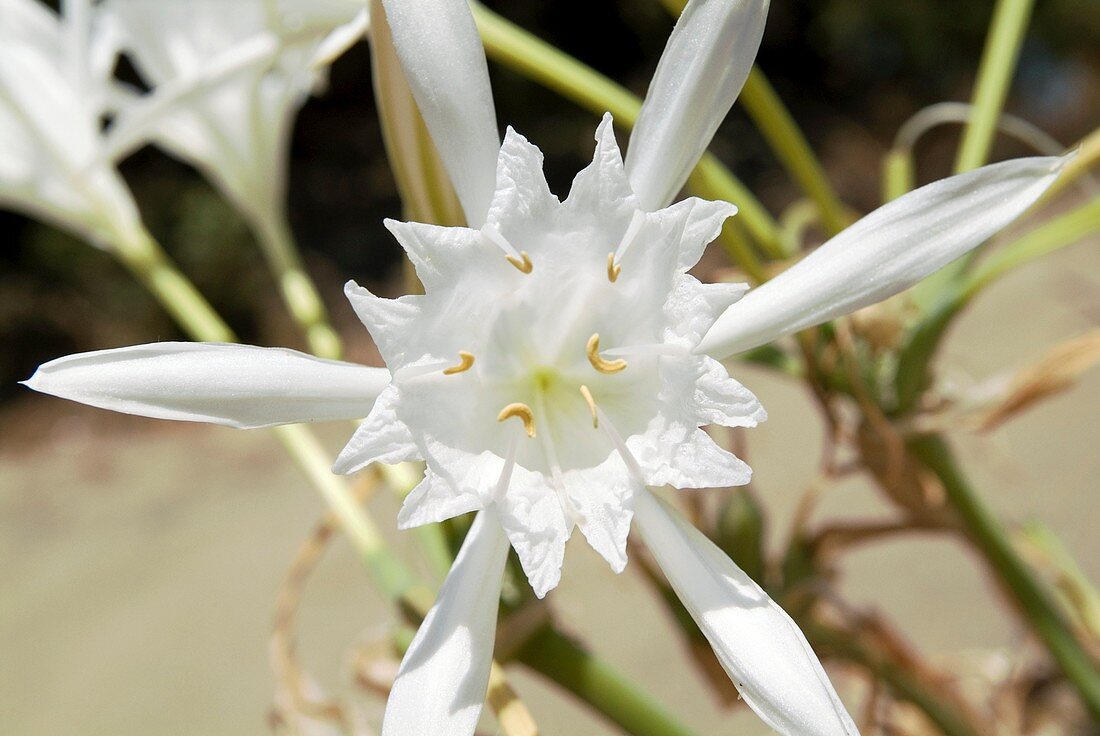 Sea Daffodil (Pancratium maritimum)