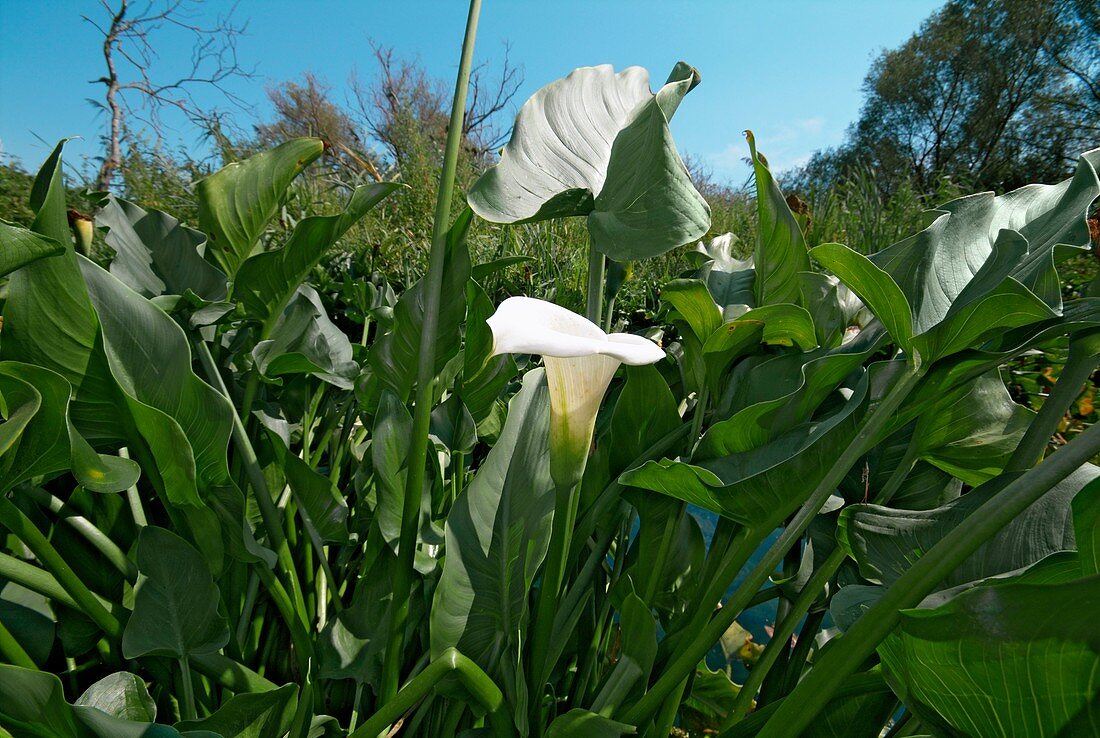 Calla Lily (Zantedeschia aethiopica)