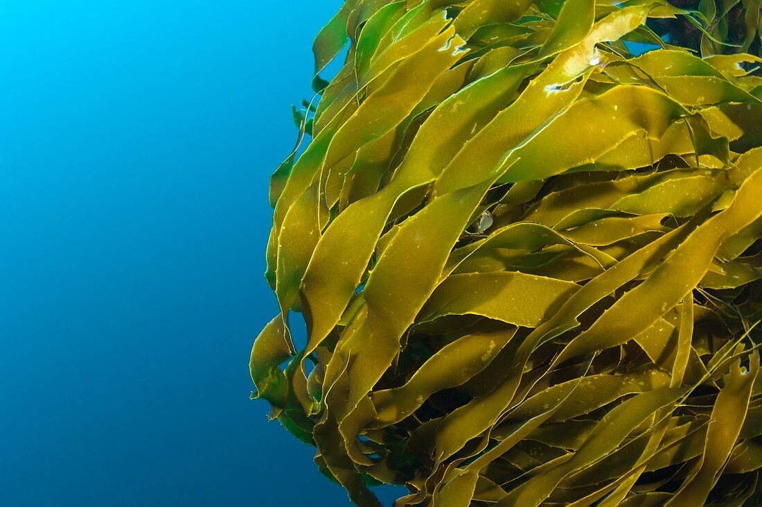 Strap kelp