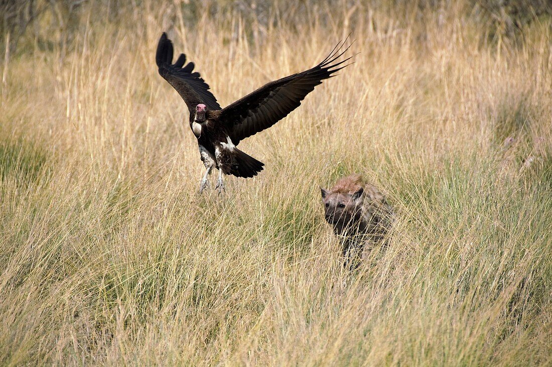 Spotted hyena chasing a hooded vulture