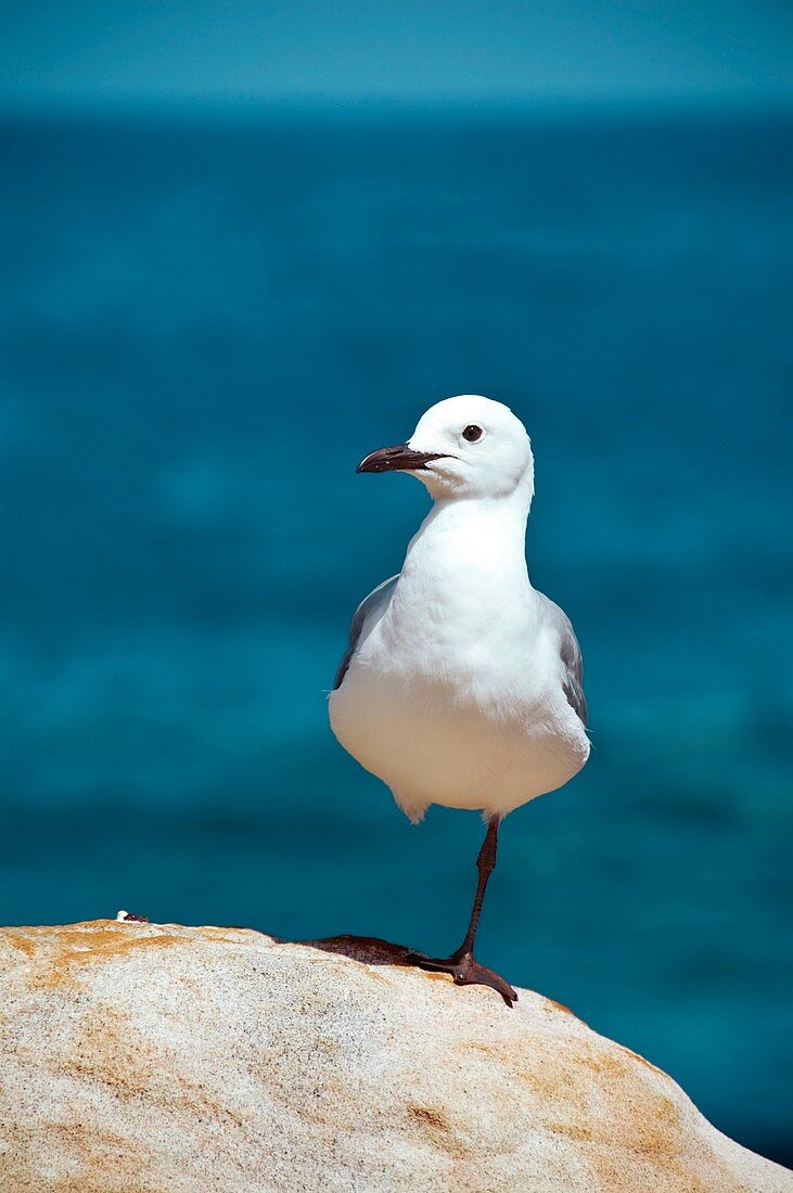 Hartlaub's gull