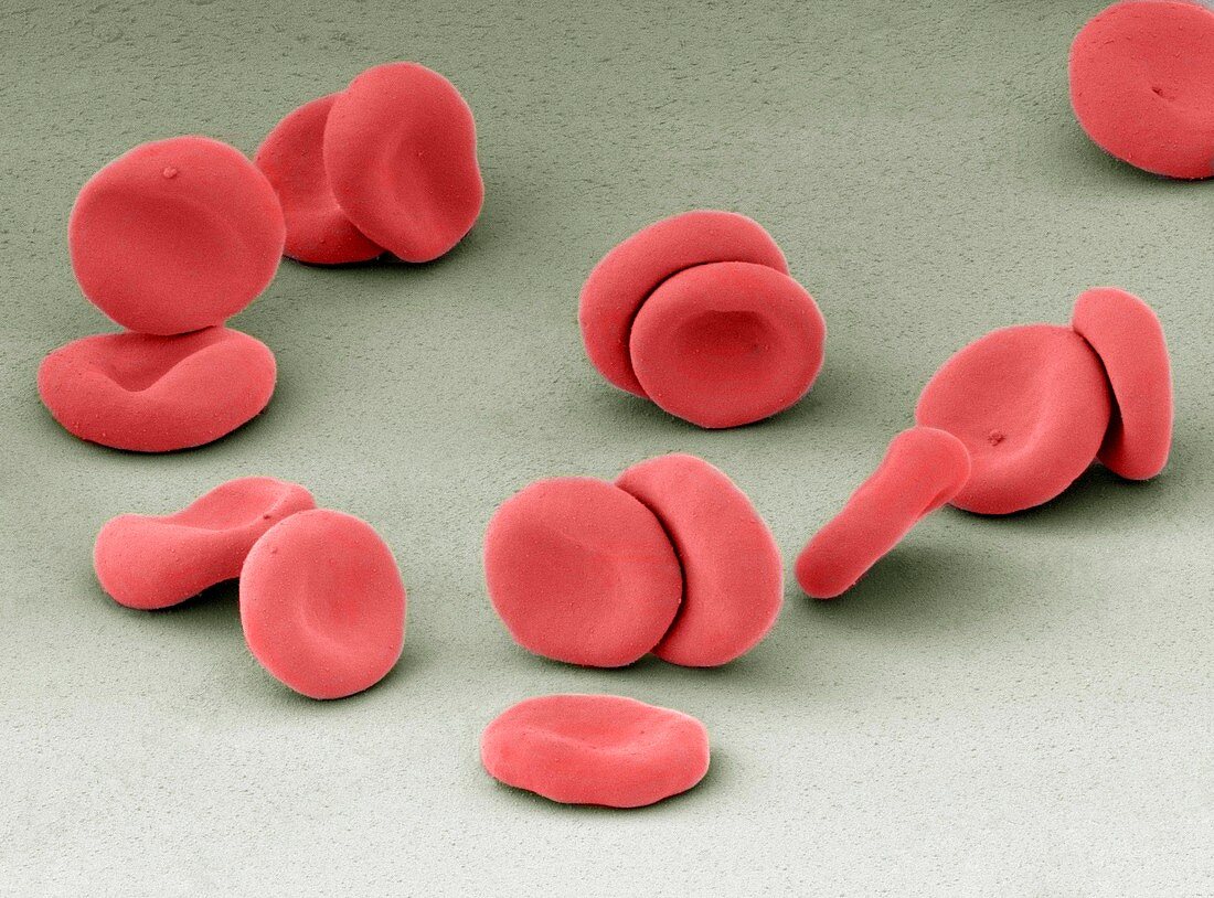 Red blood cells,SEM