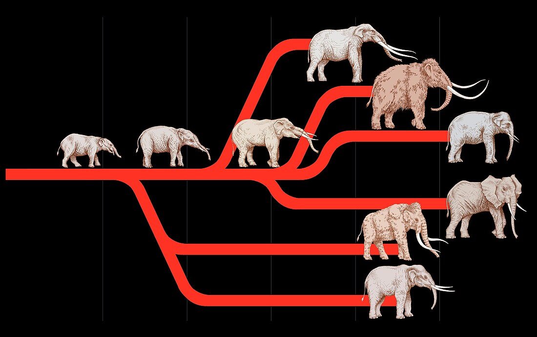 Elephant evolution,diagram