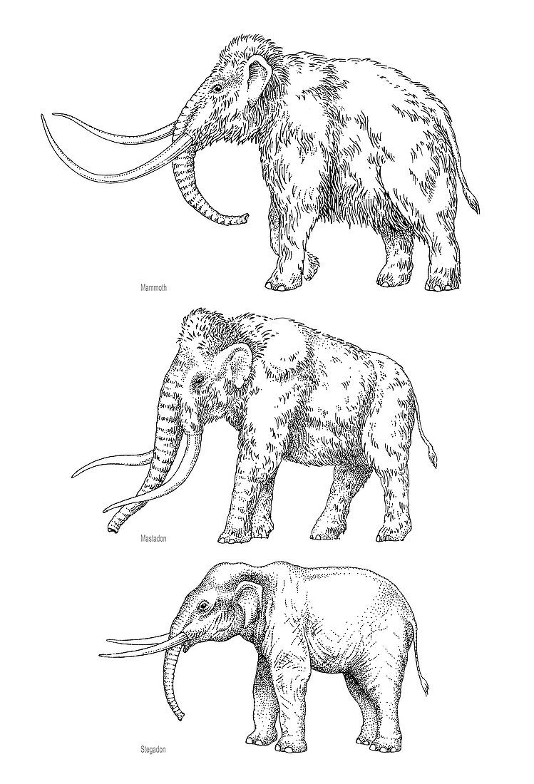 Elephant evolution,artwork