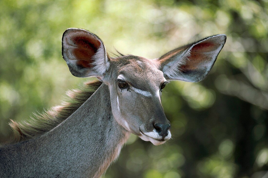 Female greater kudu