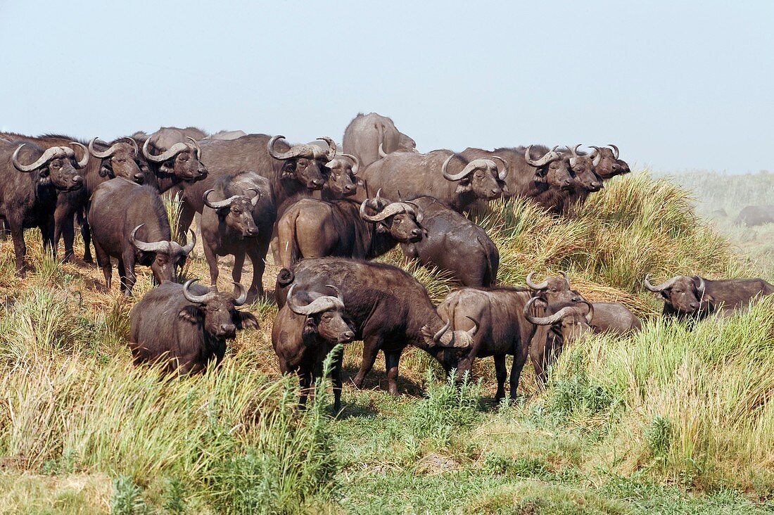 African buffalo herd