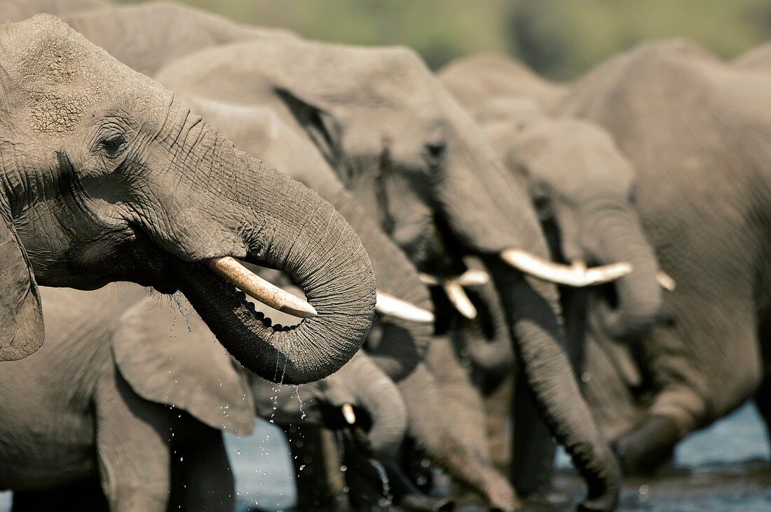 African elephants drinking