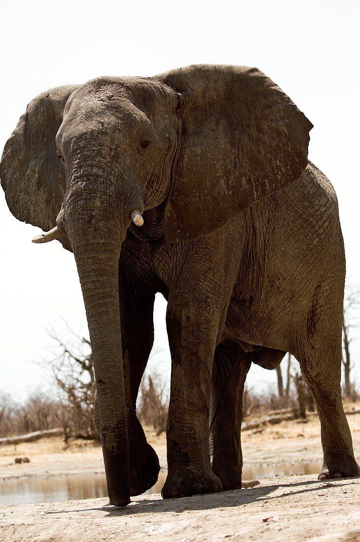 Male African elephant
