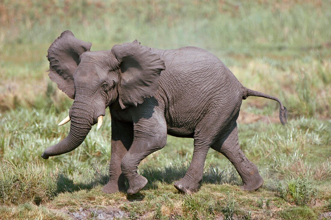 Male African elephant