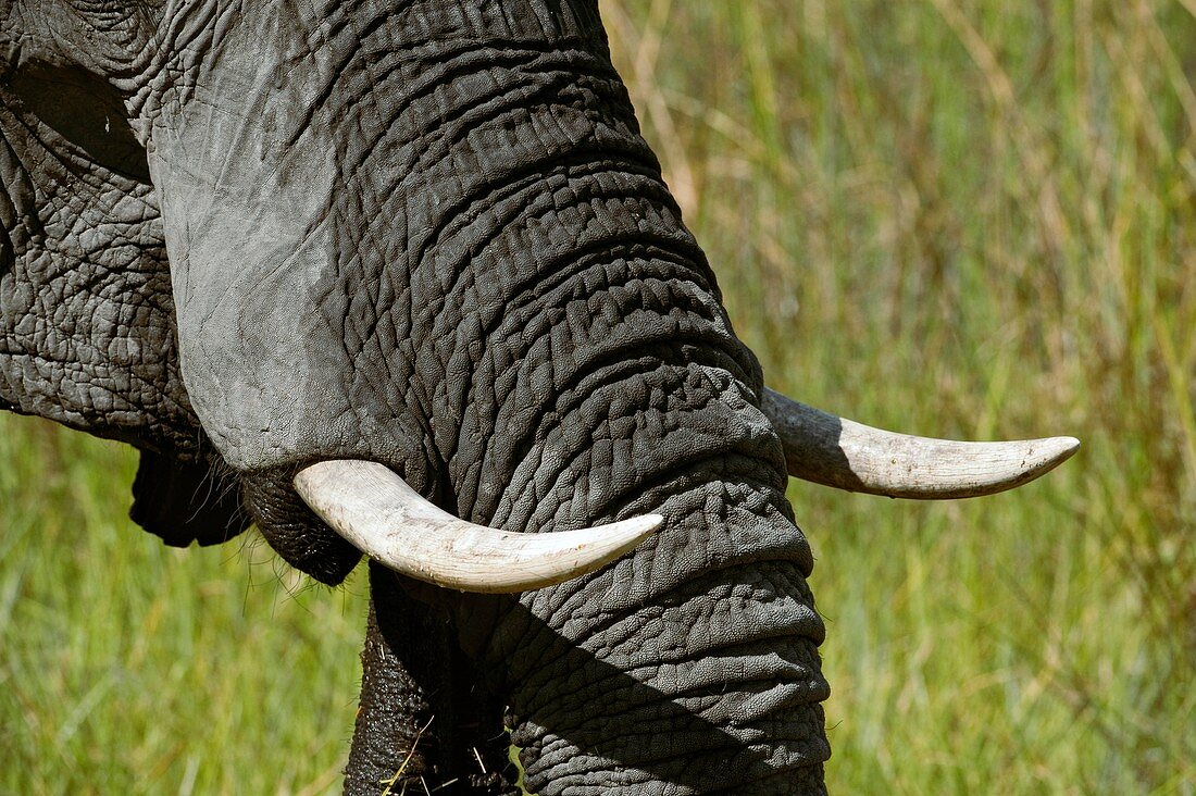 African elephant tusks