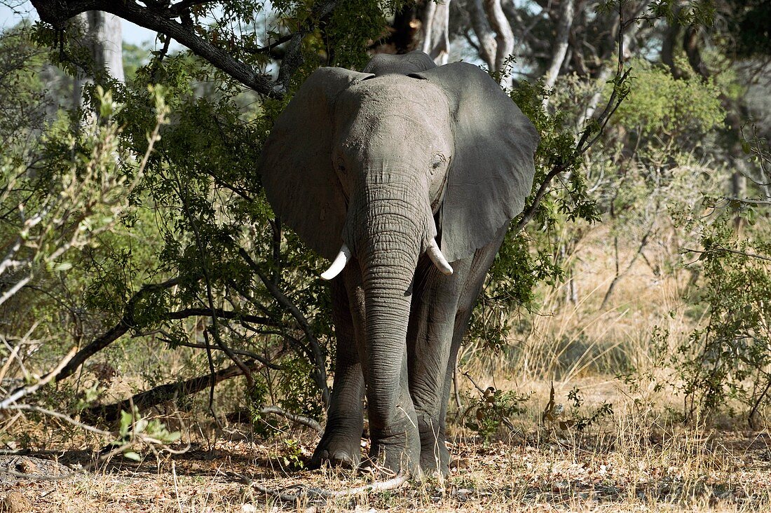 African elephant