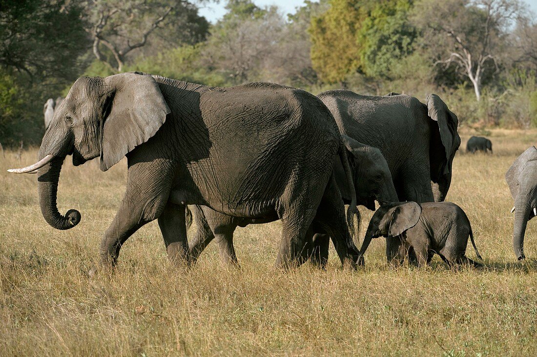 African elephants and calf