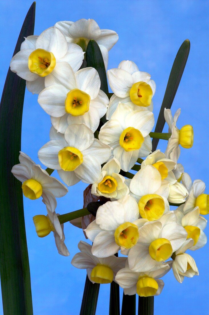 Daffodils (Narcissus 'Avalanche')