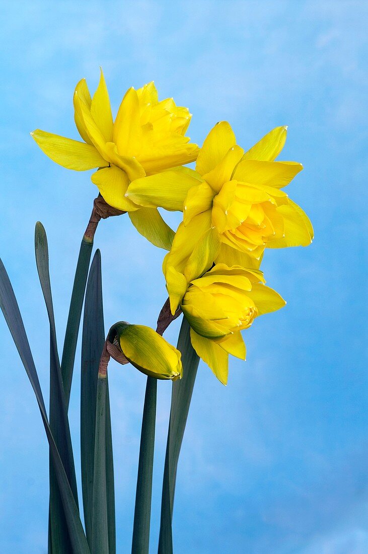 Daffodils (Narcissus 'Golden Ducat')