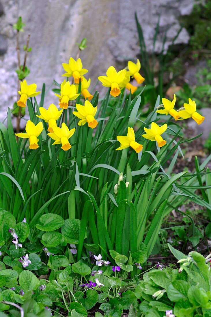 Narcissus 'Jet Fire' and Viola