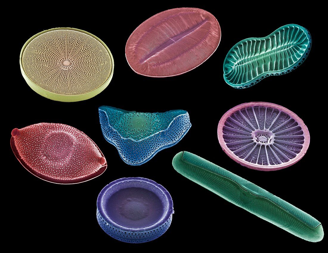 Selection of diatoms,SEM