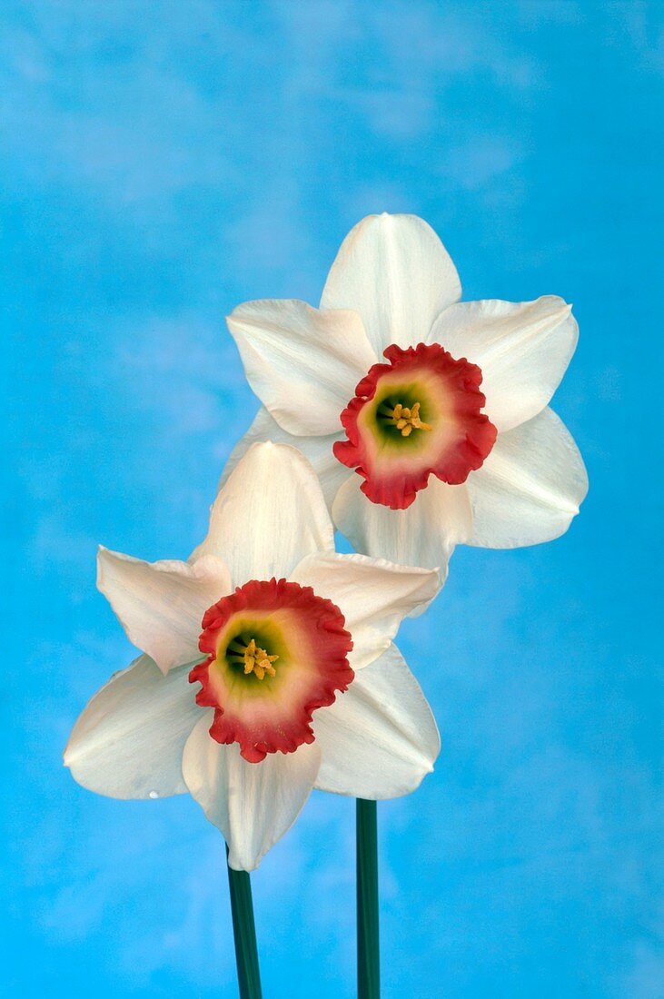 Daffodils (Narcissus 'Pink Charm')