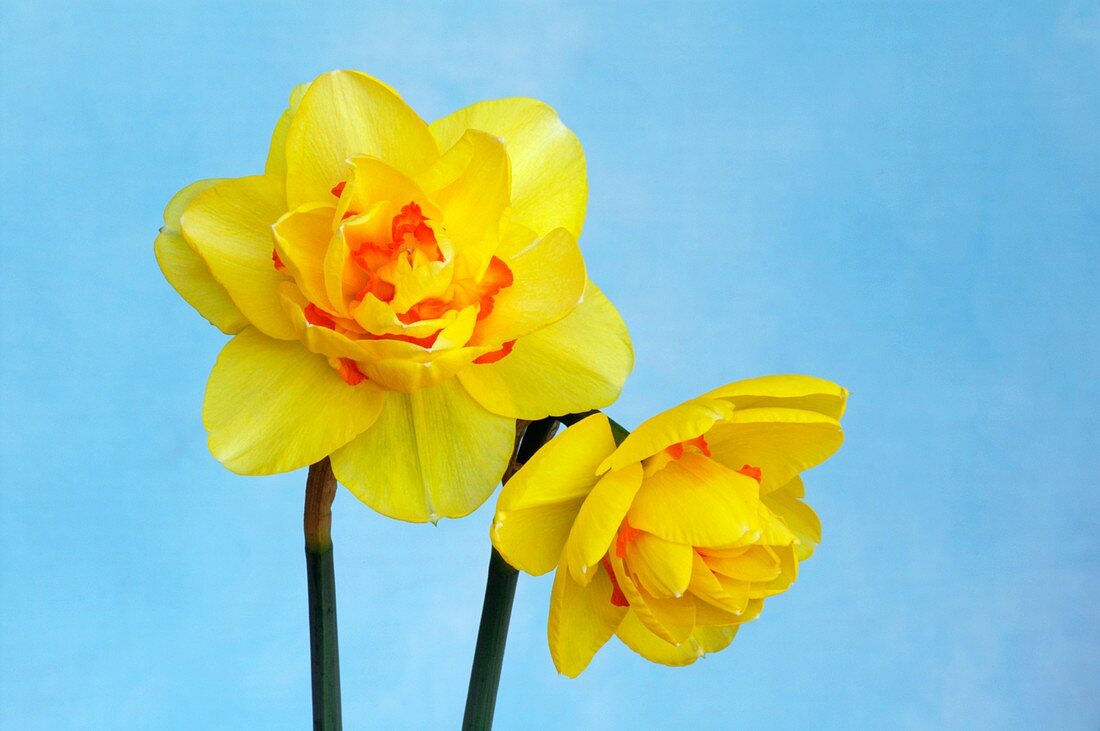 Daffodils (Narcissus 'Tahiti')