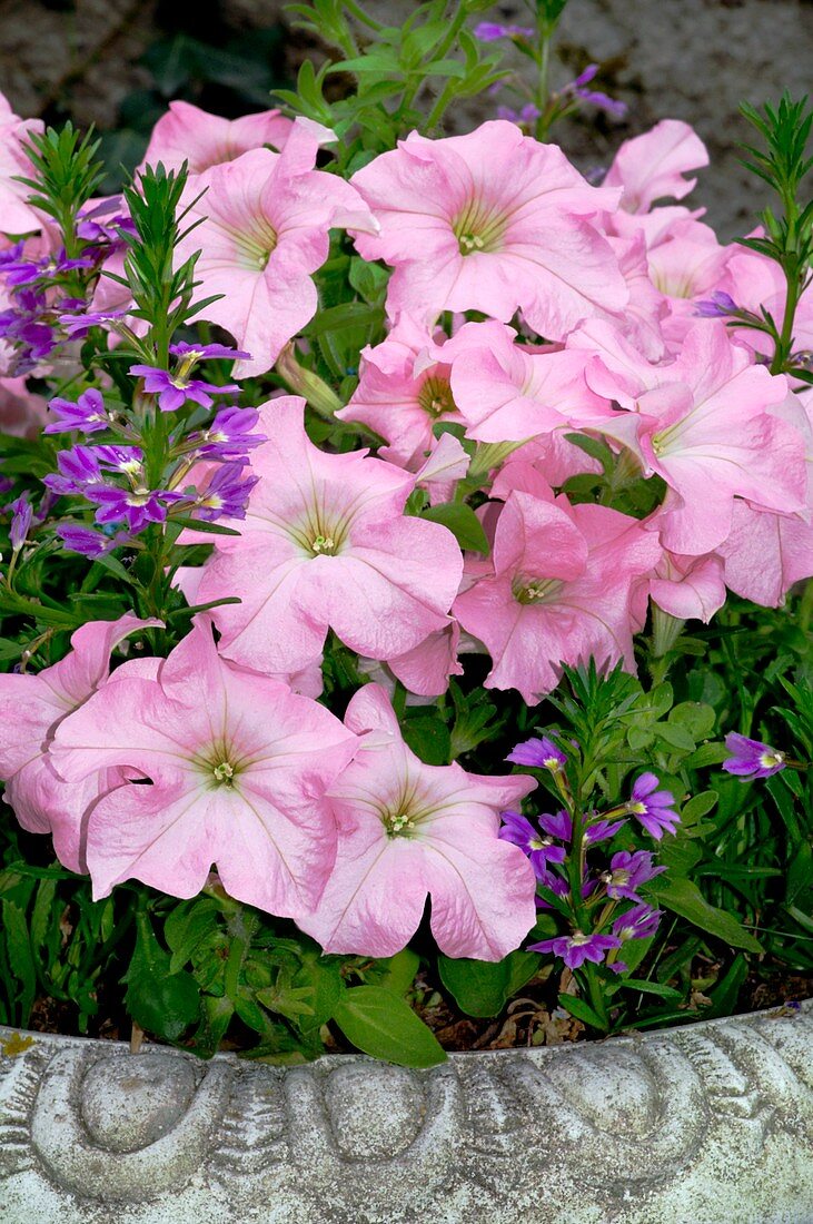 Petunia x hybrida 'Pink Lady'