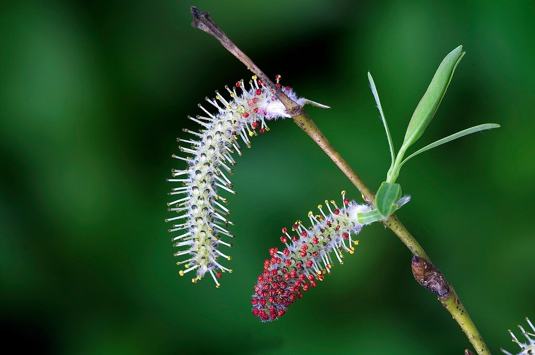 Weeping Willow (Salix x chrysocoma)