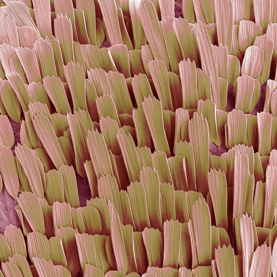 Moth wing scales,SEM