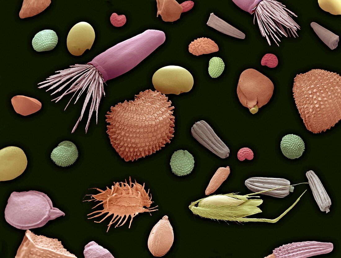 Mixture of flower and grass seeds,SEM