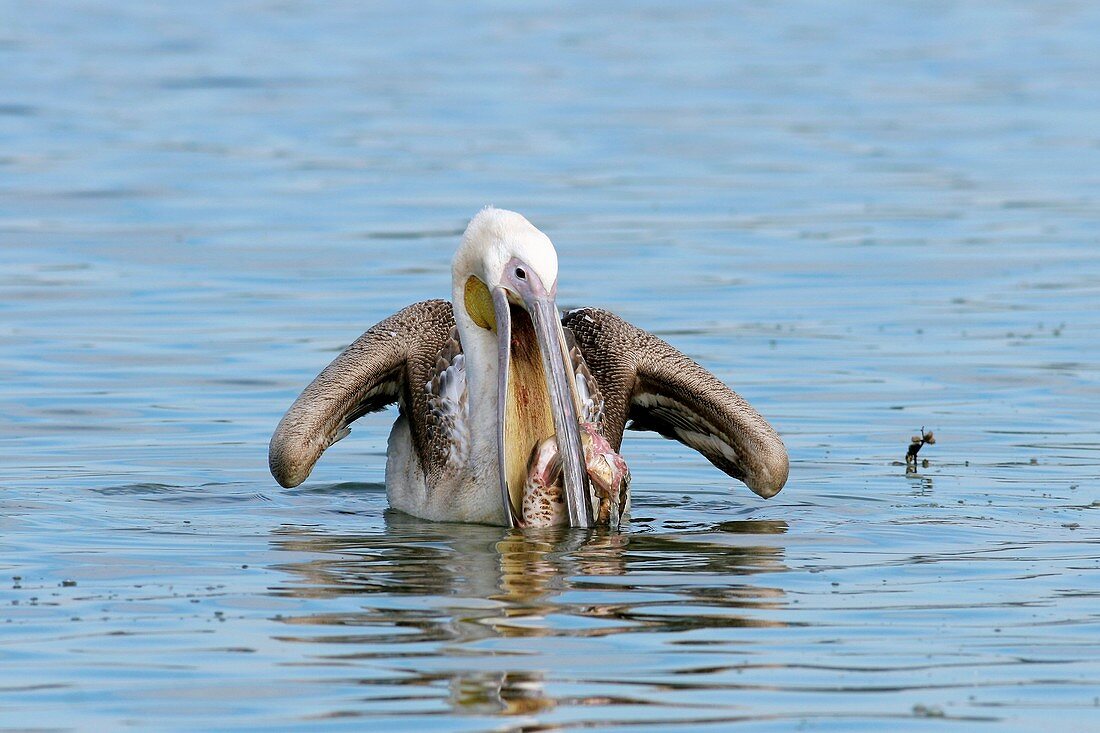 Pelican fishing