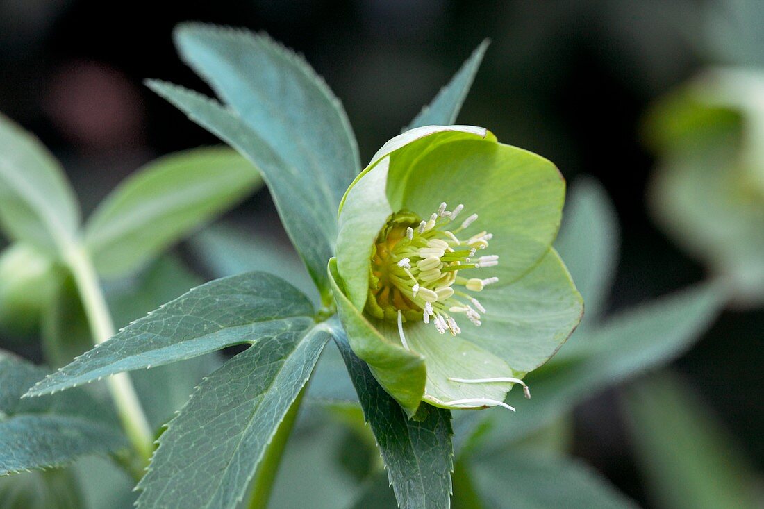 Hellebore (Helleborus cyclophyllus)