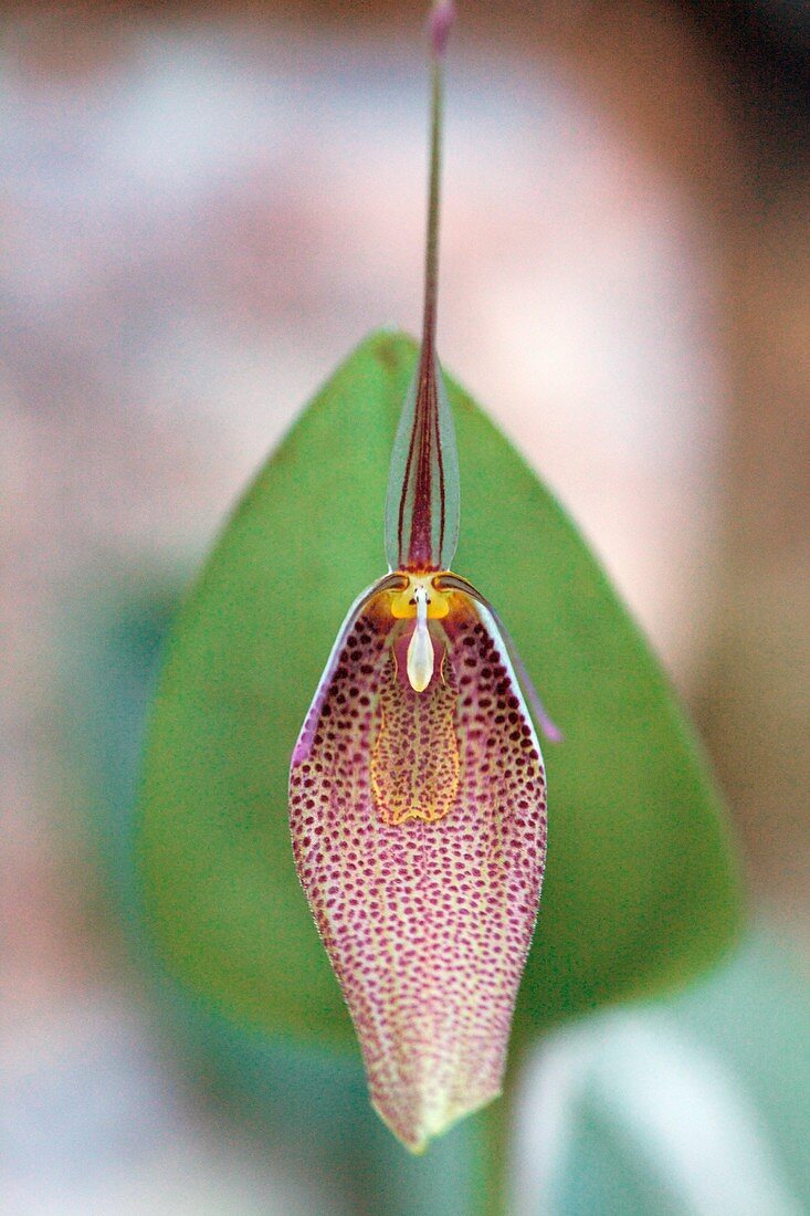 Orchid (Restrepia elegans)