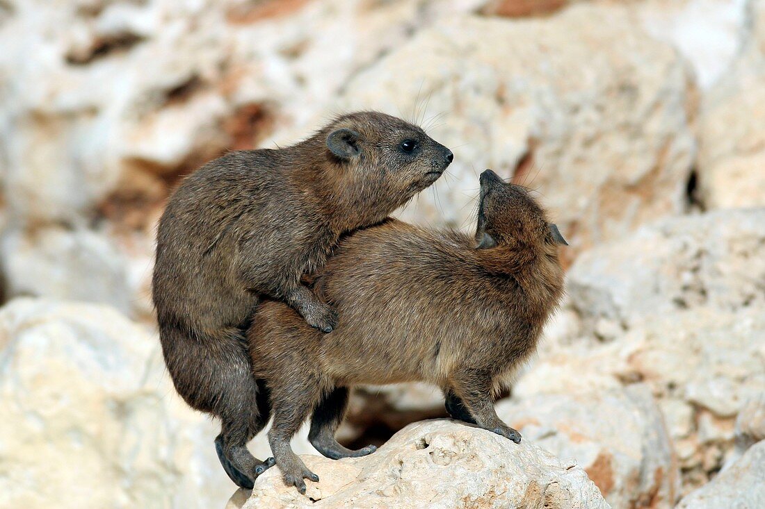 Rock hyraxes mating