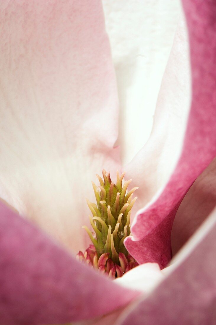 Magnolia x Sonlangeana 'Rustica Rubra'